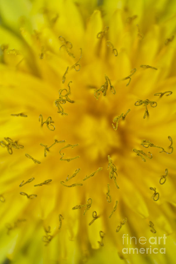 Dandelion Flower Macro Photograph