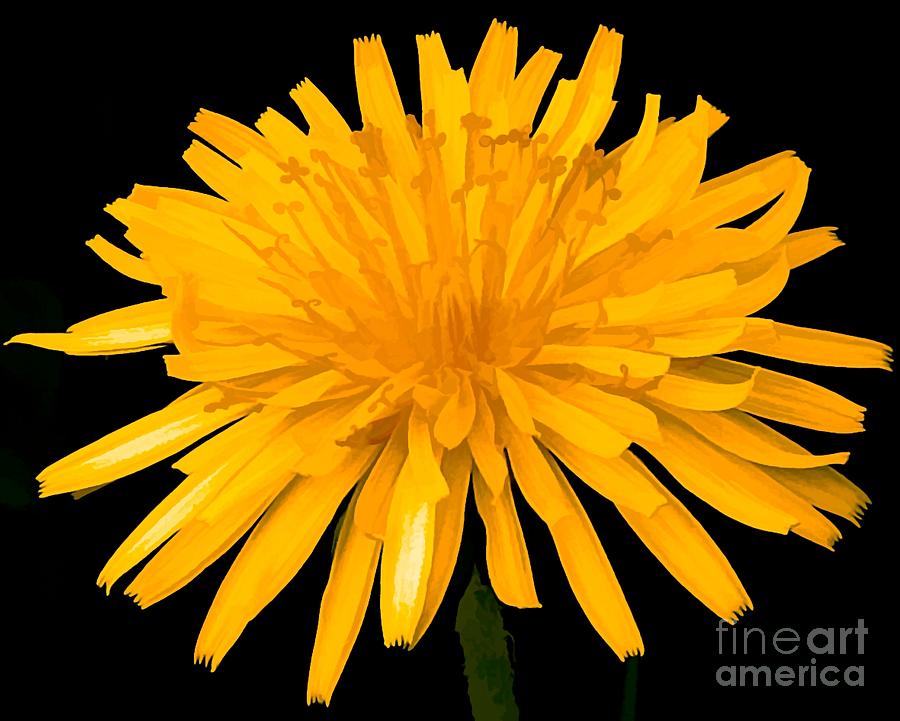 Dandelion Flower Molten Gold Effect Photograph by Rose Santuci-Sofranko
