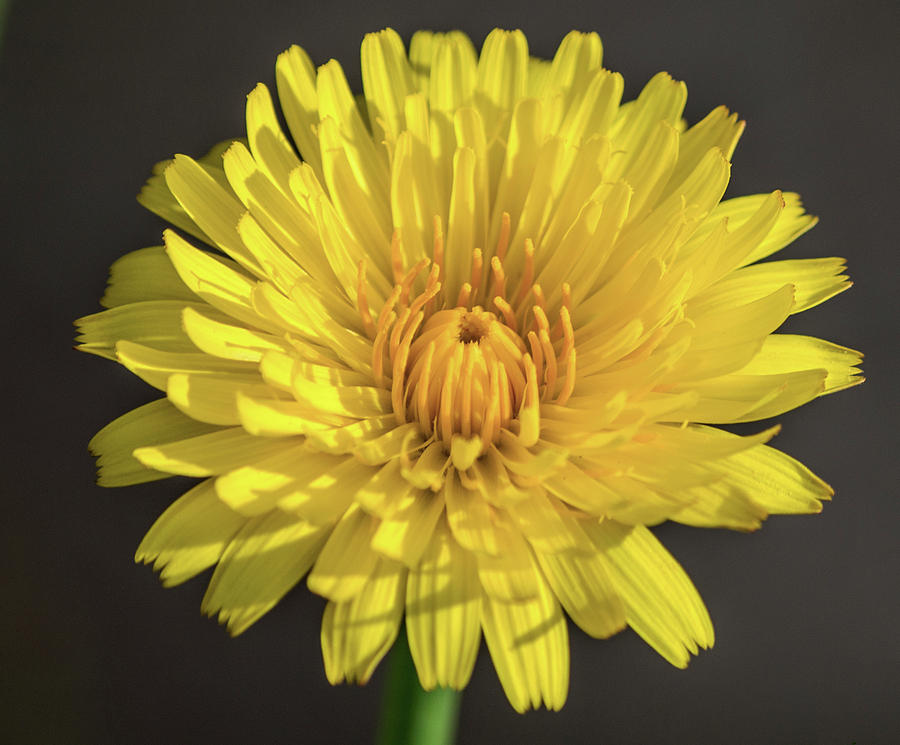 Dandelion Flower Photograph by Tania Read