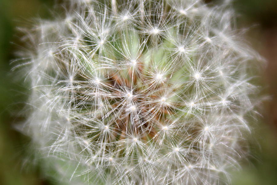 Dandelion Fluff Photograph by Annie Babineau