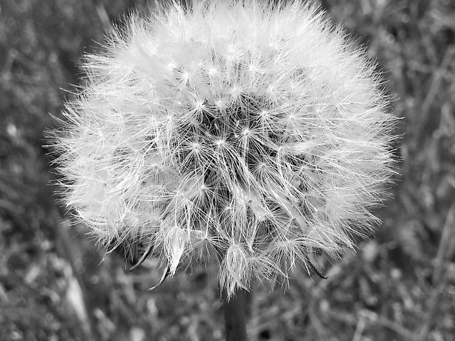 Dandelion Fluff Photograph
