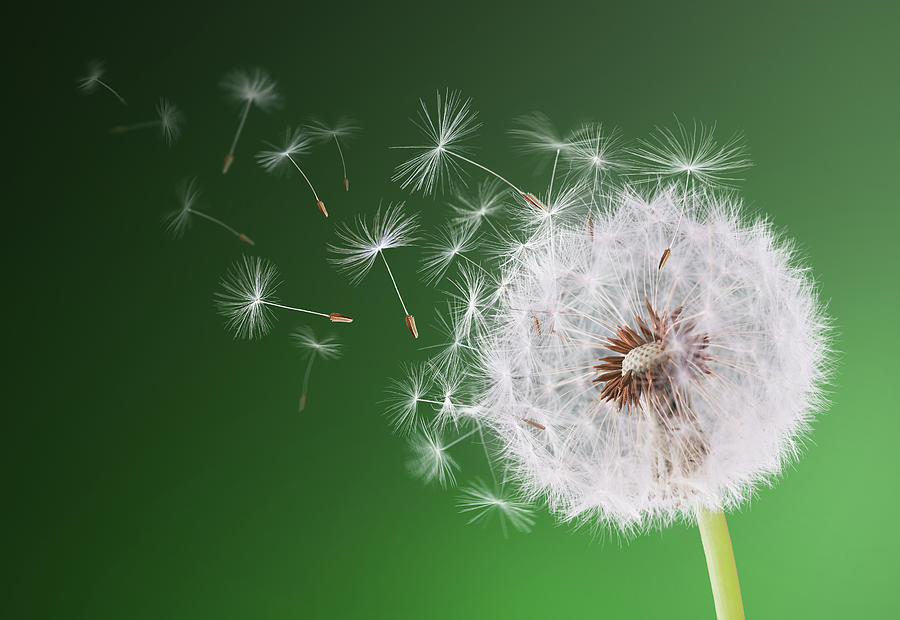 Dandelion flying on background green Photograph by Bess Hamiti