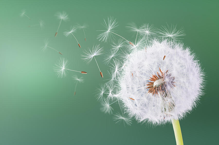 Abstract Photograph - Dandelion flying on green background by Bess Hamiti