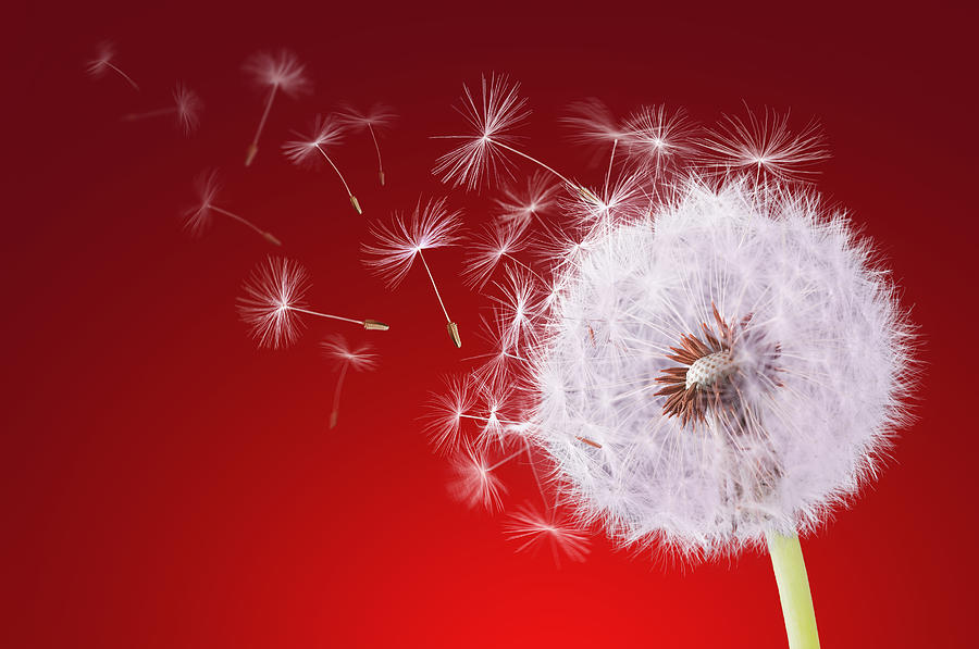 Dandelion flying on reed background Photograph by Bess Hamiti