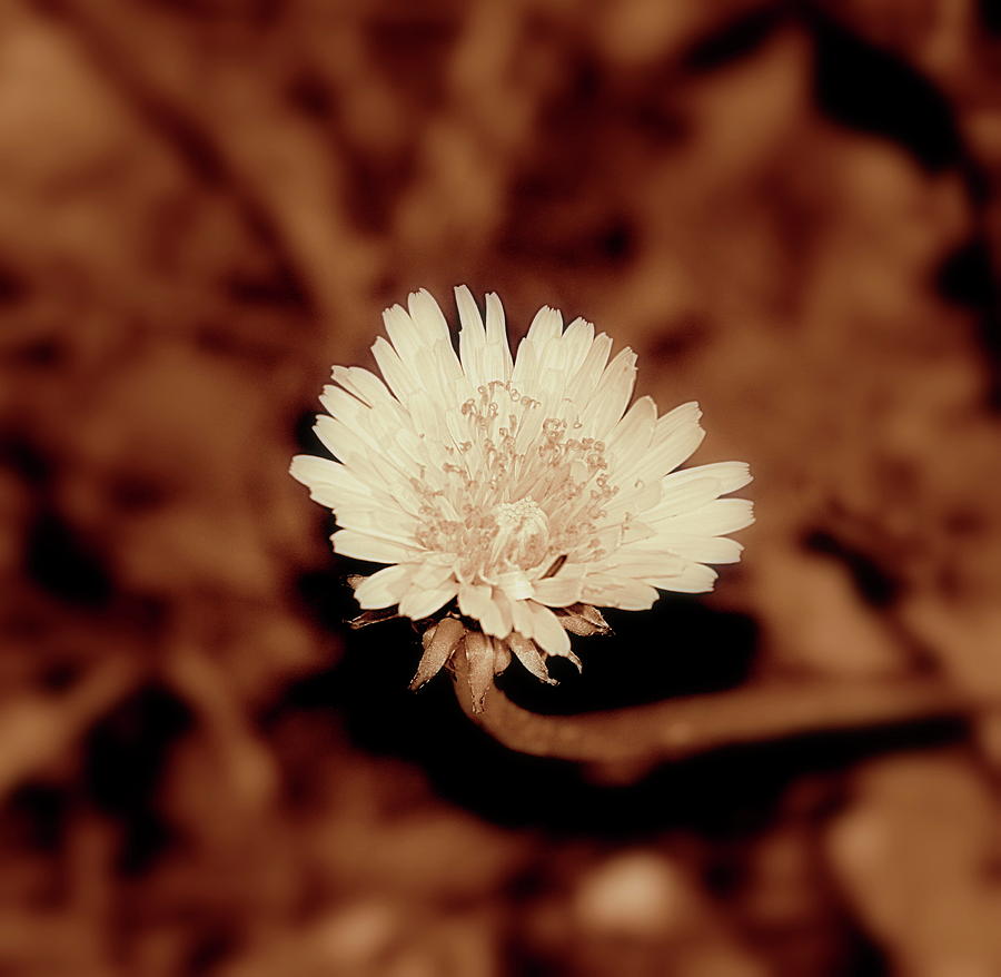 Nature Photograph - Dandelion by Frances Lewis