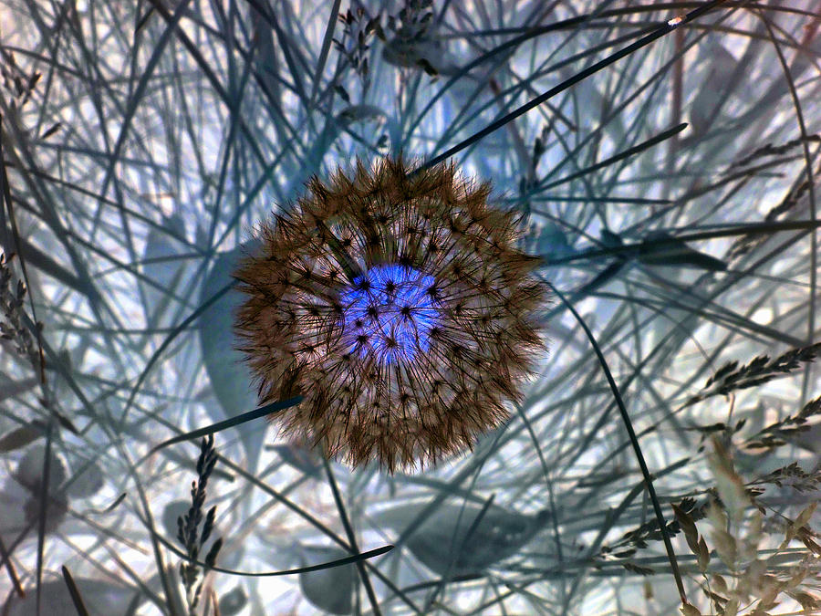 Dandelion Photograph by Fred Moore