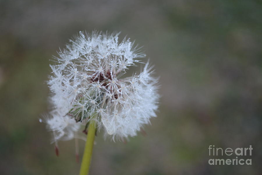Dandelion Frost Photograph by Maria Urso