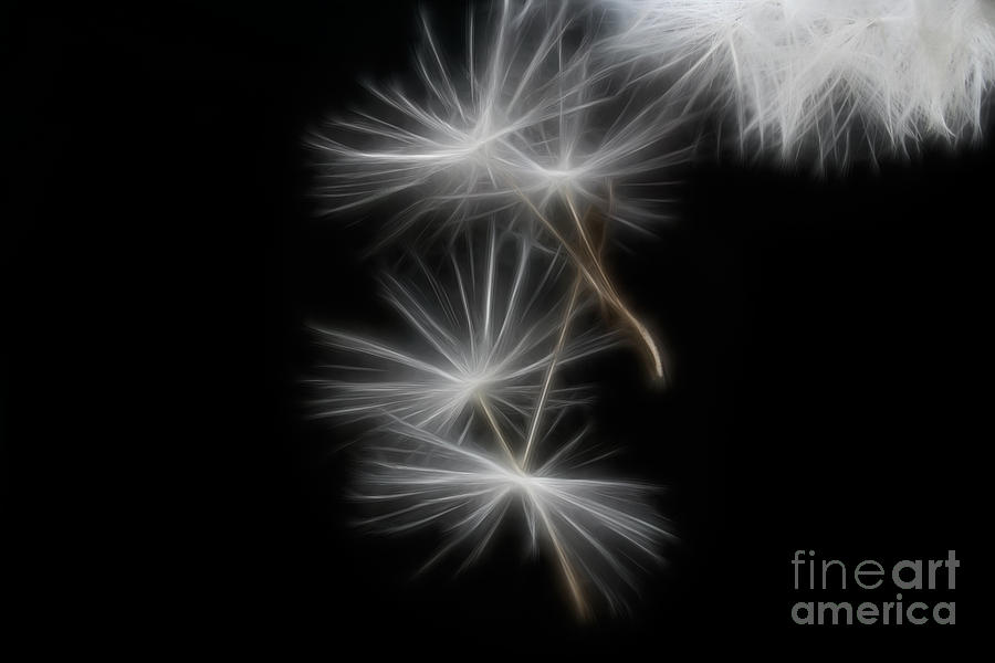 Nature Photograph - Dandelion Glow by Ann Garrett