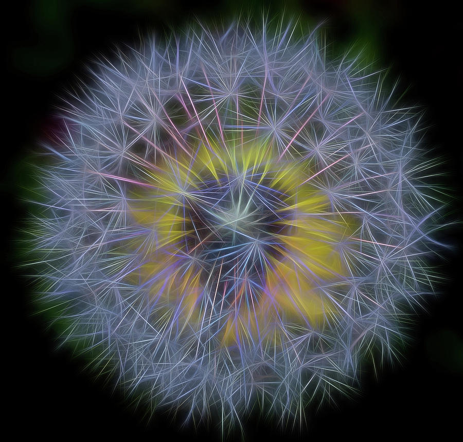 Nature Photograph - Dandelion Glow II Square by Terry DeLuco