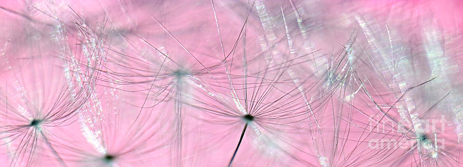 Abstract Photograph - Dandelion Glow on Pink Bokeh 2 by Kaye Menner by Kaye Menner