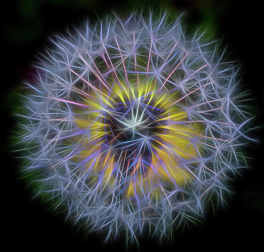 Dandelion Glow Square Photograph by Terry DeLuco