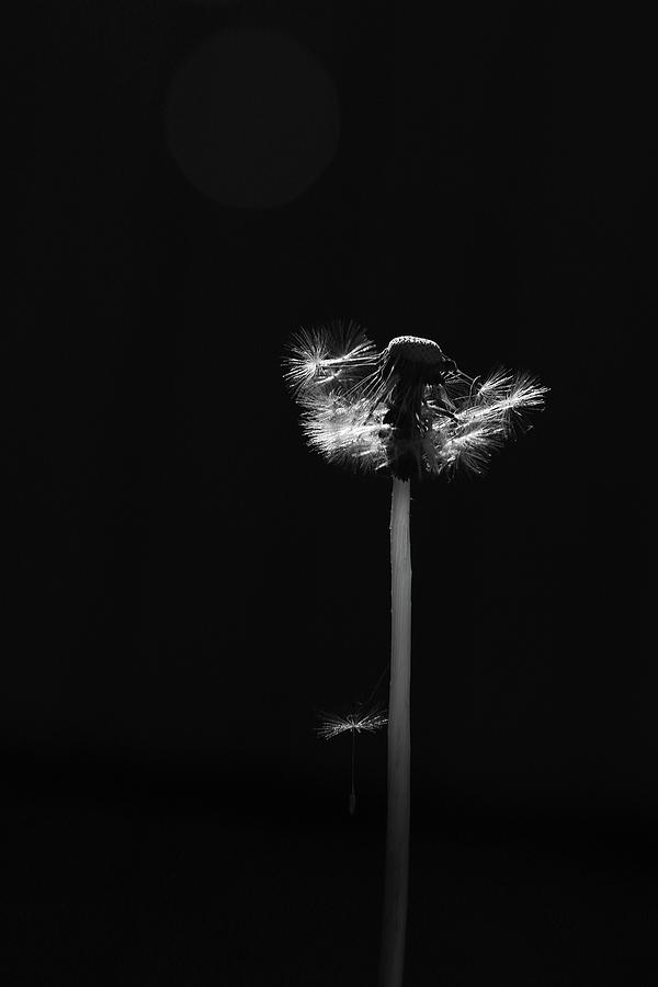 Dandelion Gone to Seed on Black Photograph by Brooke T Ryan