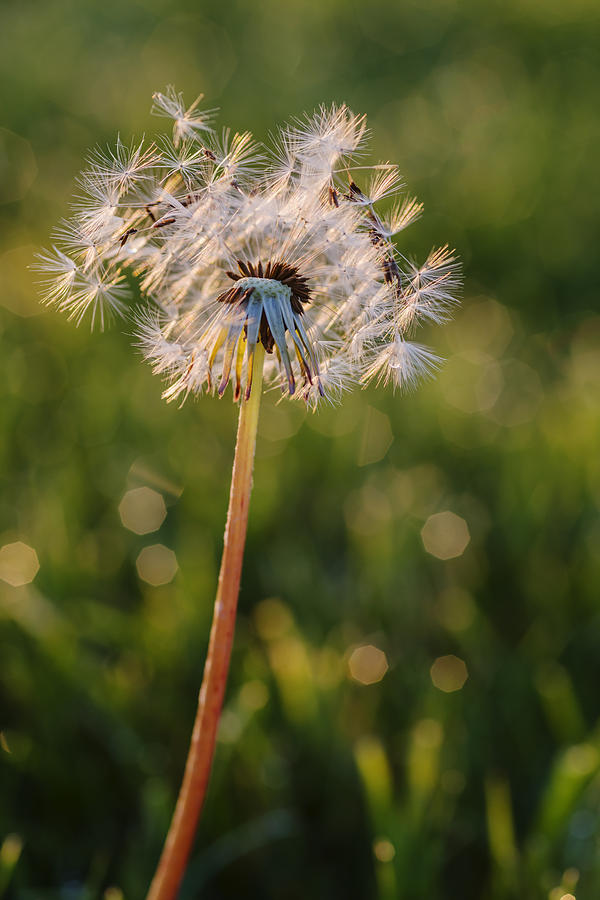 Dandelion in an early morning light Photograph by Vishwanath Bhat