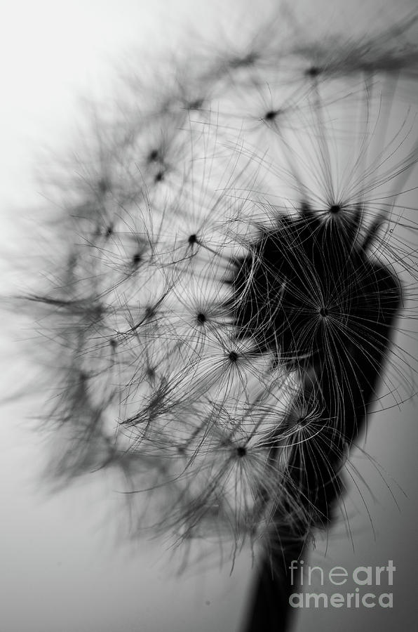 Dandelion in black and white Photograph by Andreas Berheide