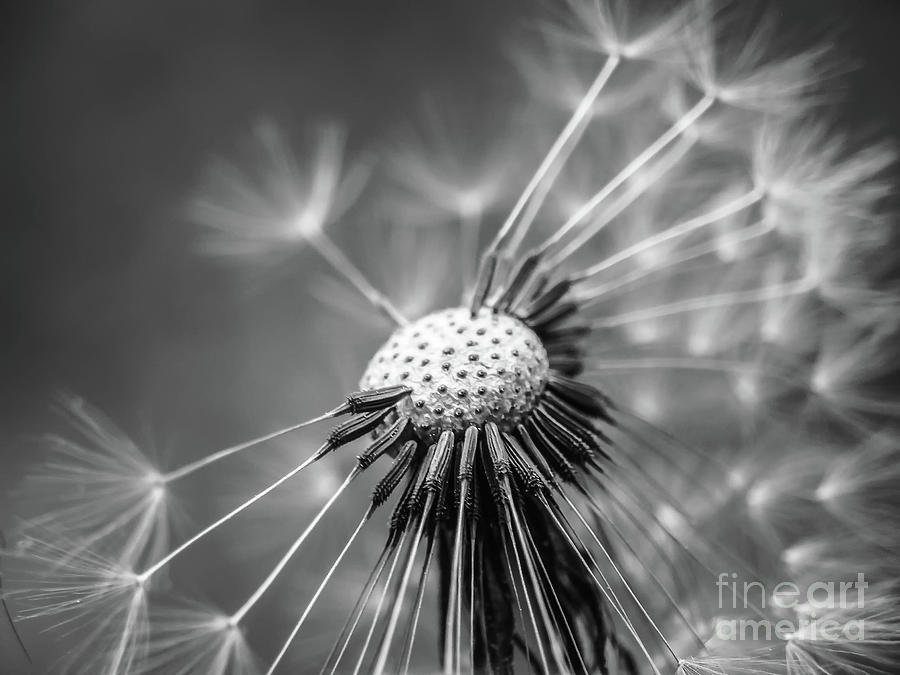 Dandelion in Black and White Digital Art by Elijah Knight