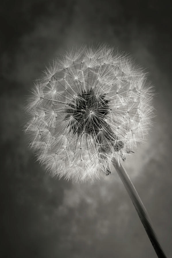 Dandelion In Black And White Photograph by Garry Gay