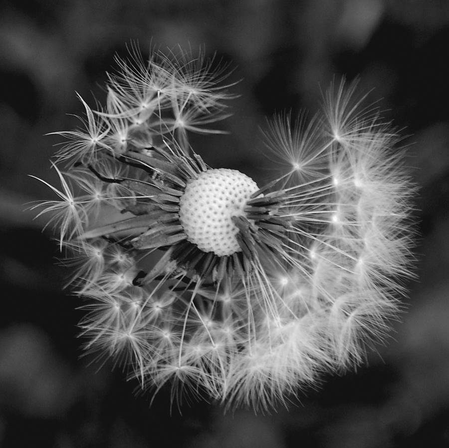 Dandelion in Black and White Photograph by Kathleen Stephens