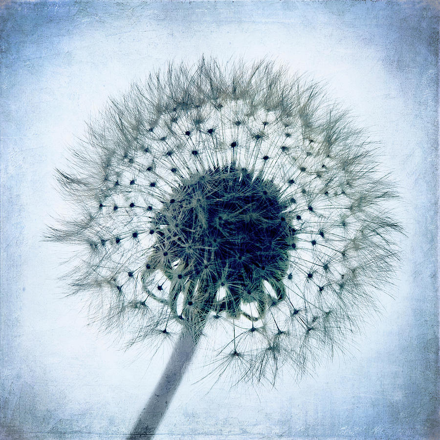 Dandelion in Blue Photograph by Tamyra Ayles