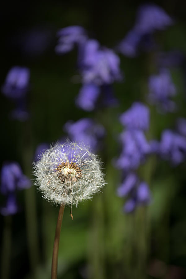 Dandelion in Bluebells Photograph by Nigel R Bell