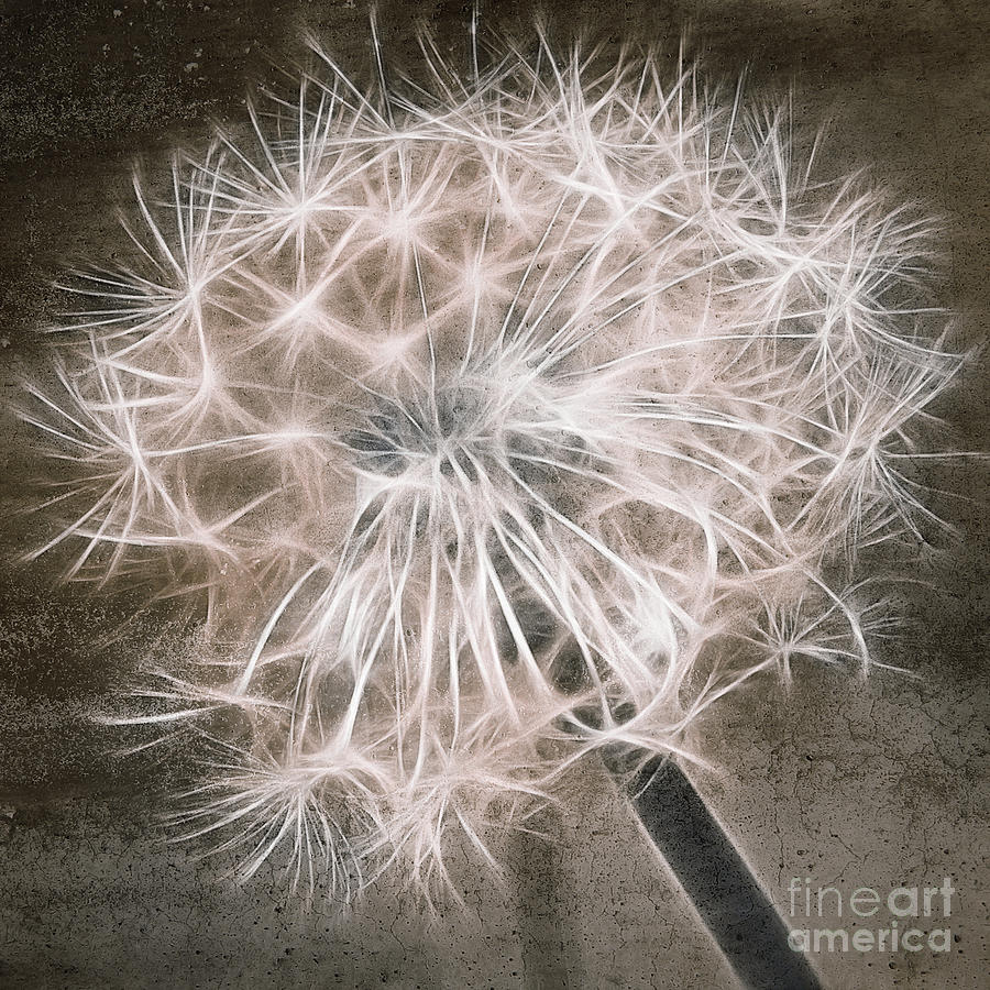 Dandelion in Brown Digital Art by Aimelle Ml