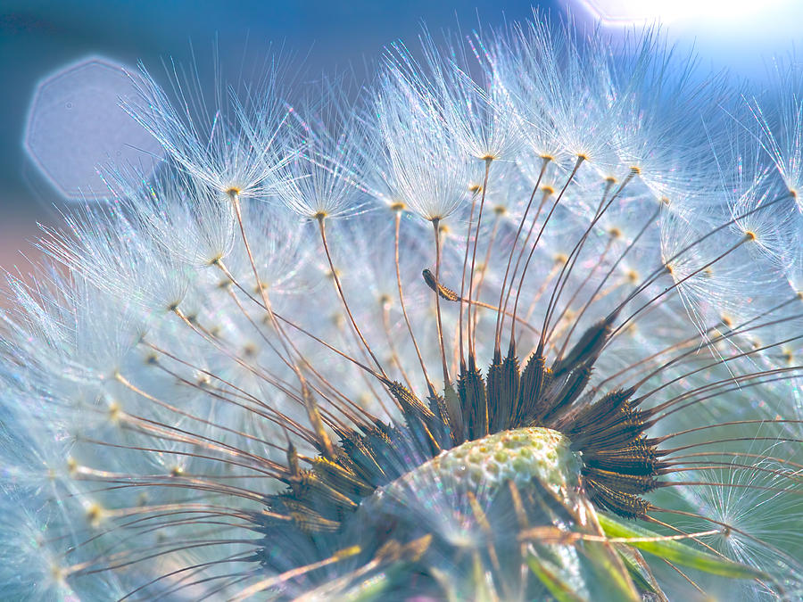 Dandelion in Light Photograph by Brad Boland