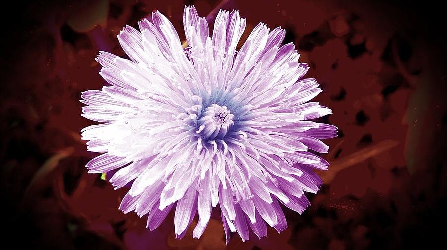 Dandelion In Purple Photograph by Missy Brage - Fine Art America