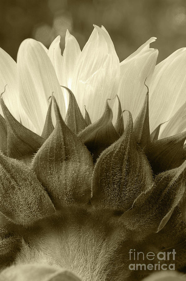 Dandelion In Sepia Photograph