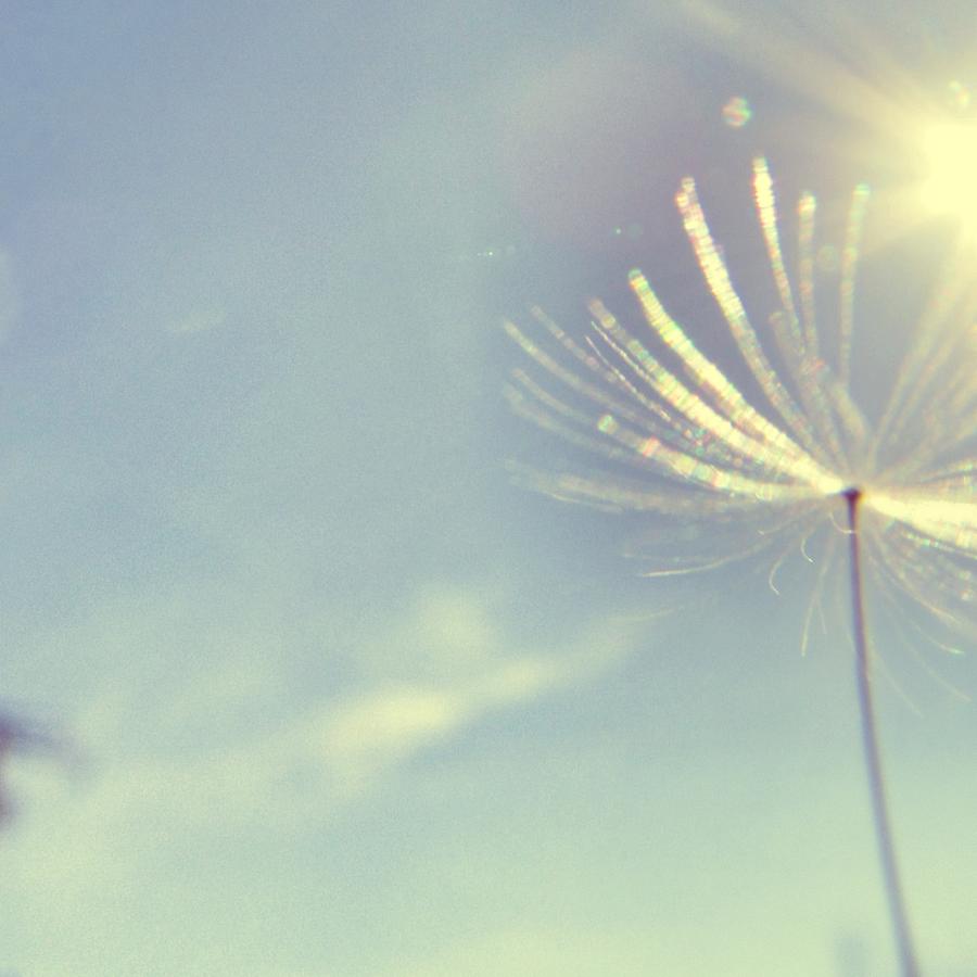 Dandelion in the Air Photograph by Marianna Mills