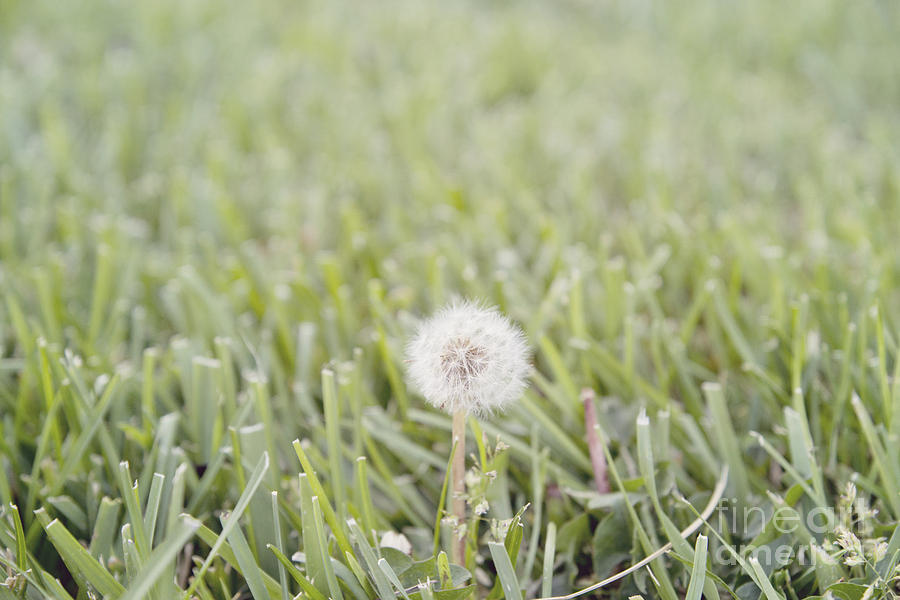 Nature Photograph - Dandelion in the grass by Cindy Garber Iverson