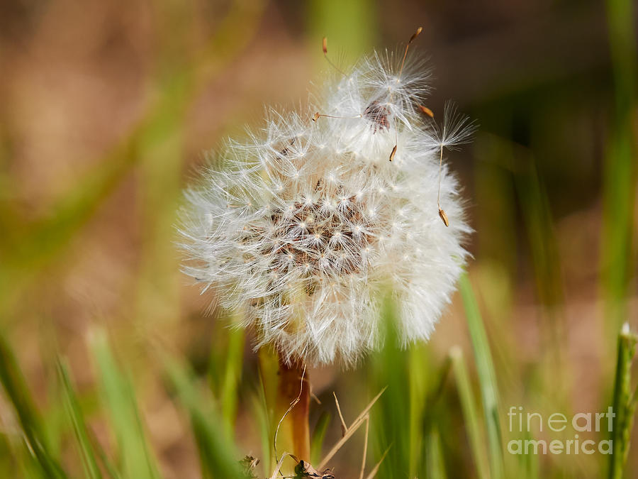 Nature Photograph - Dandelion in the grass by Nick  Biemans