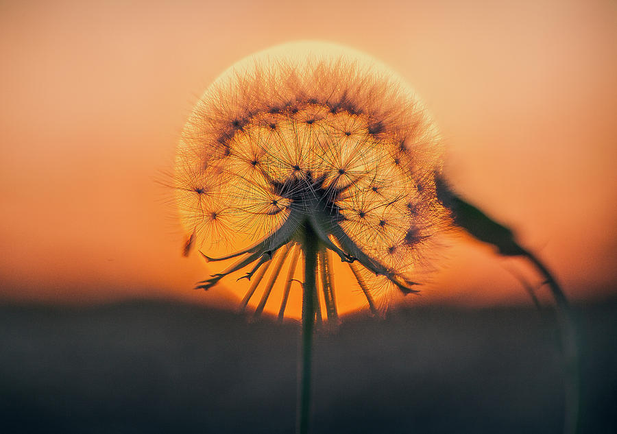 Dandelion in the Sun Photograph by Deon Grandon