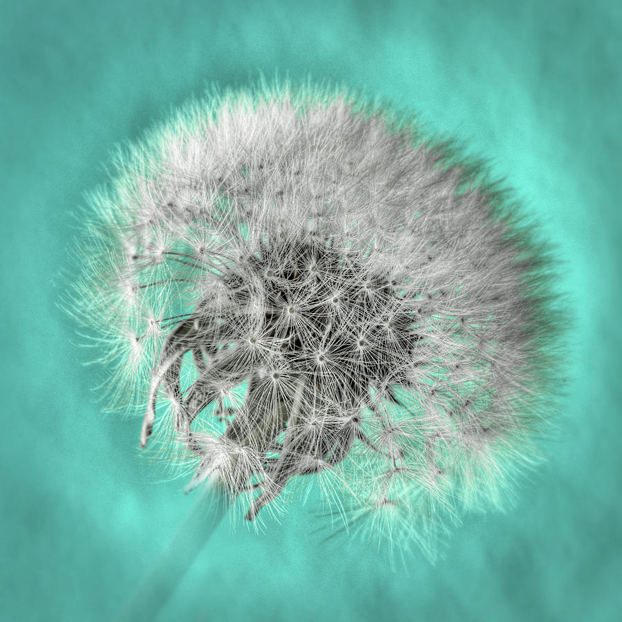 Dandelion in Turquoise Photograph by Tamyra Ayles