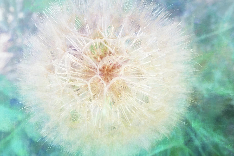 Dandelion In Winter Digital Art by Terry Davis