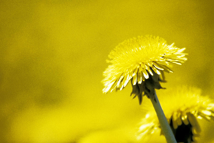 Dandelion in yellow Photograph by Steve Somerville