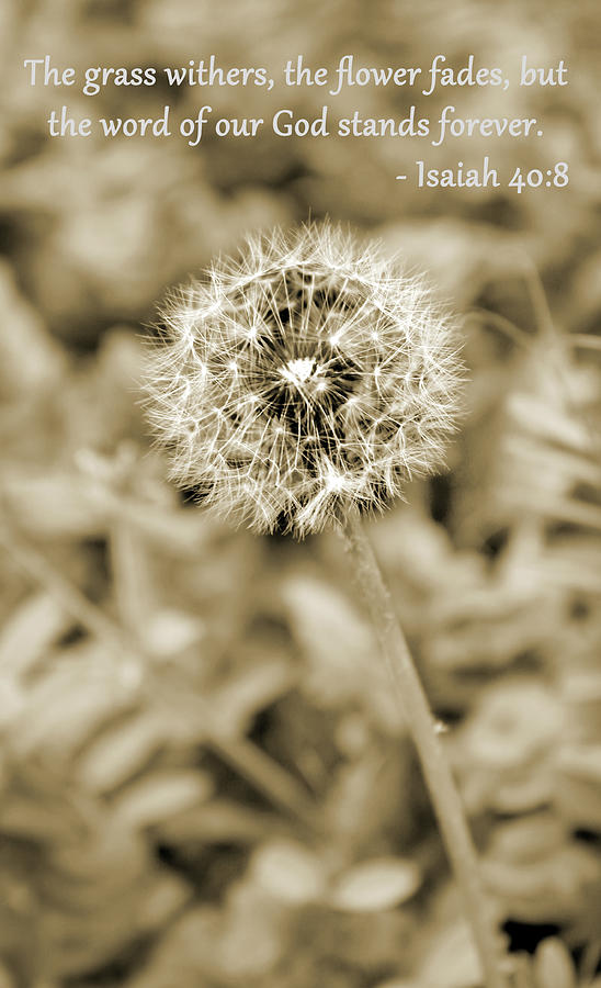 Dandelion Isaiah Verse Photograph by Rachel Guess | Fine Art America