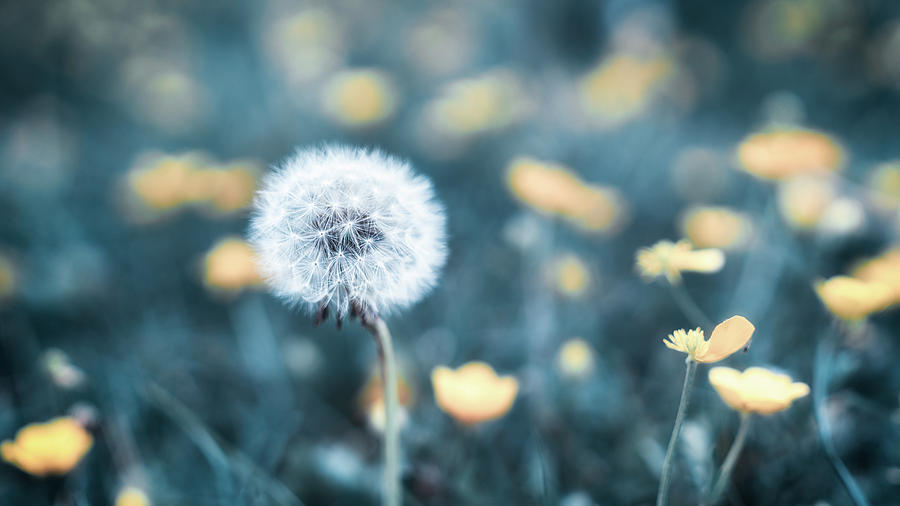 Dandelion Photograph by James Billings