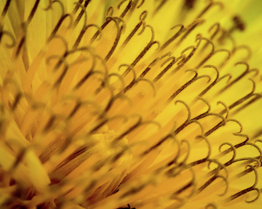 Dandelion Photograph by Jay Stockhaus