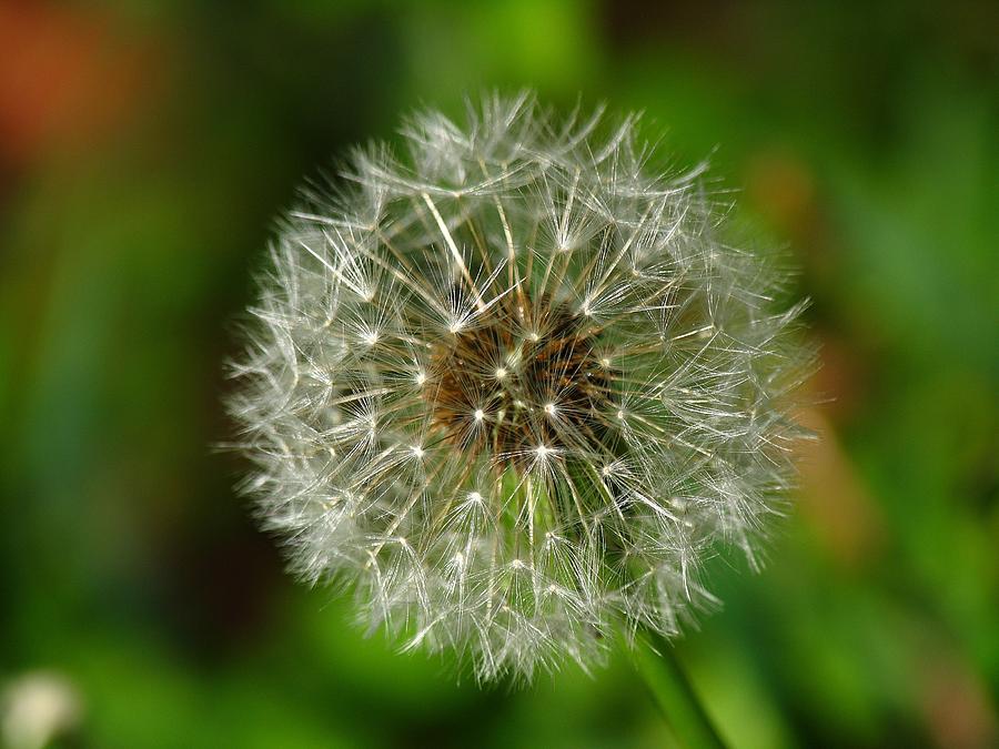 Dandelion Photograph by Juergen Roth