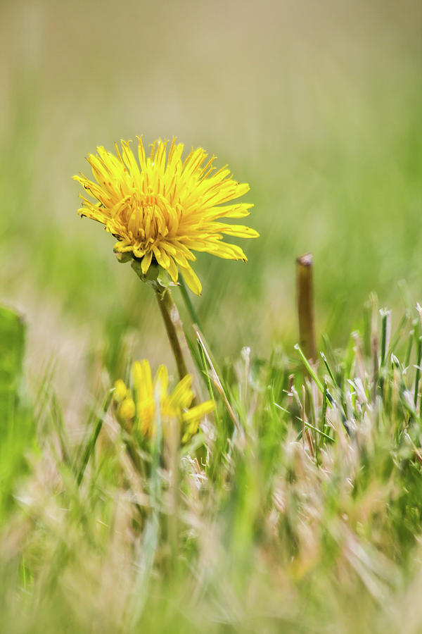 Dandelion by Kenneth F Konjevich Dandelion by Kenneth F Konjevich
