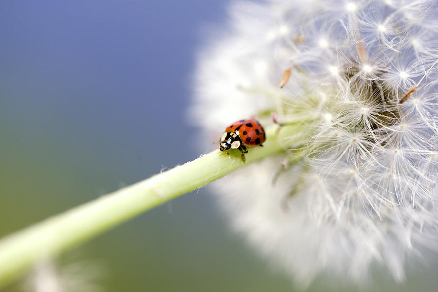 Dandelion Ladybugs Photograph by Falko Follert