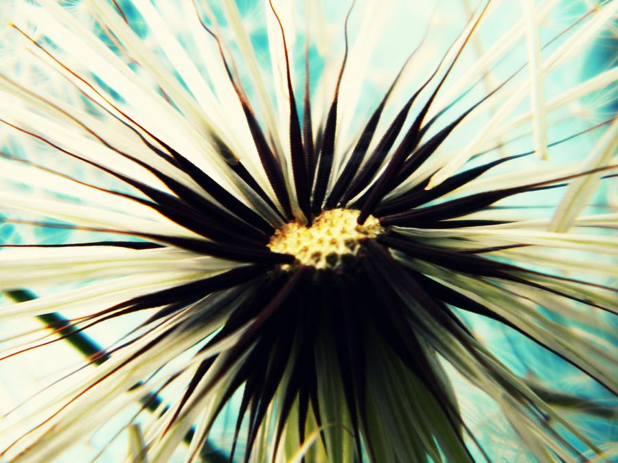 Abstract Photograph - Dandelion by Libby Sealy