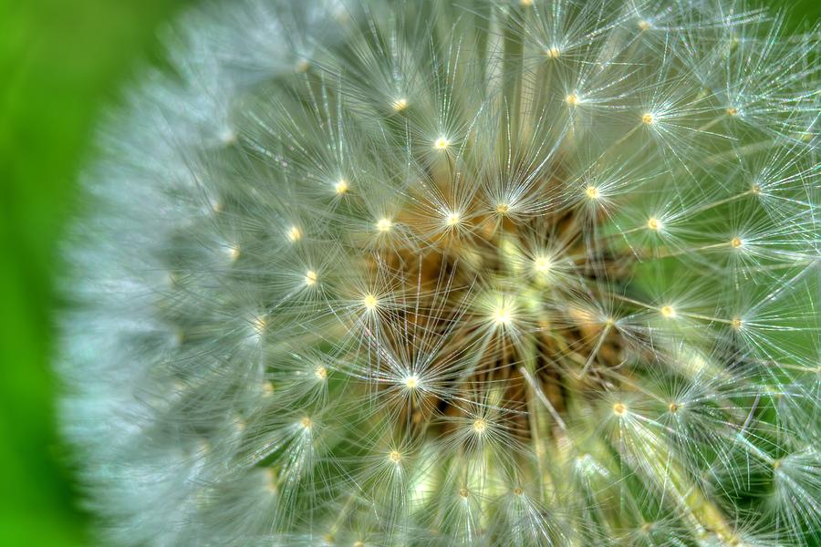 Nature Photograph - Dandelion by Linda Weyers