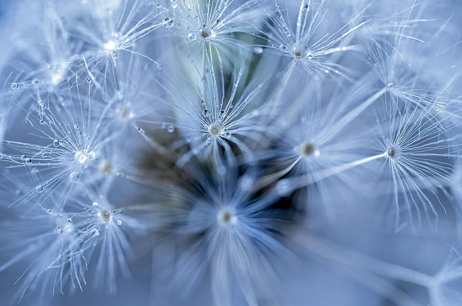 Nature Photograph - Dandelion macro by Paulo Goncalves