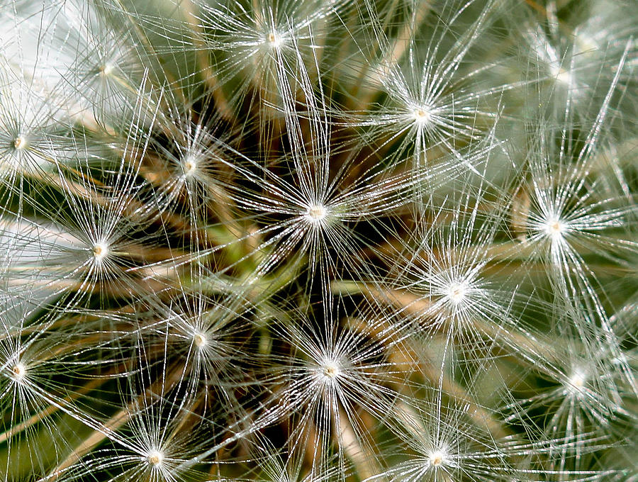 Dandelion Photograph - Dandelion macro by Peggy Cooper-Berger