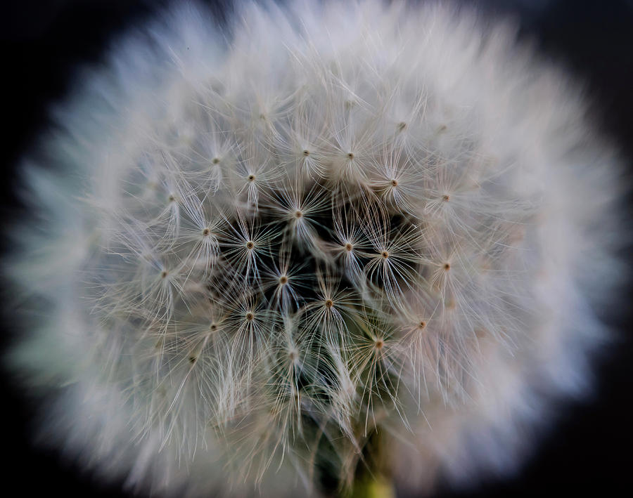 Dandelion Macro by Rick Shea Dandelion Macro by Rick Shea