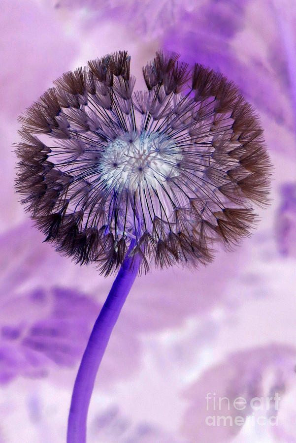 Abstract Photograph - Dandelion magic by Frank Townsley