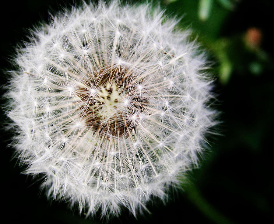 Dandelion Photograph by Mary Capriole