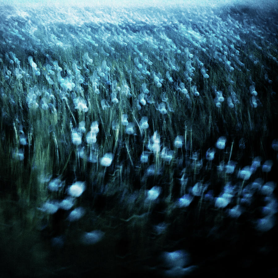Dandelion Meadow Photograph by Dorit Fuhg