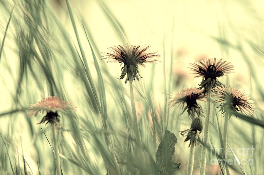 Nature Photograph - Dandelion Meadow by Tanja Riedel
