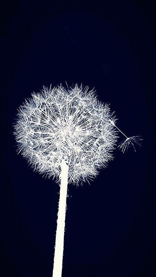 Dandelion Pyrography by Melissa Miller | Fine Art America